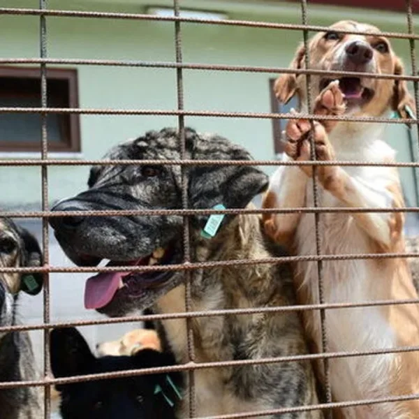 Katliam Yasası’nın Devamında Valiliğin Toplama Talimatı ve Besleme Yasakları 