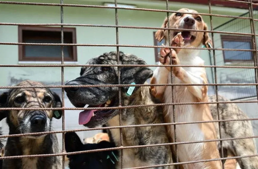 Katliam Yasası’nın Devamında Valiliğin Toplama Talimatı ve Besleme Yasakları 